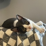 Entry image for Embezzlement