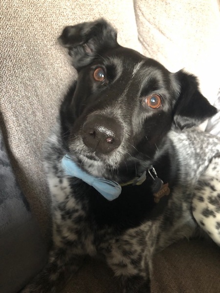 Entry image for meeko. Clicking this image will show a larger photo