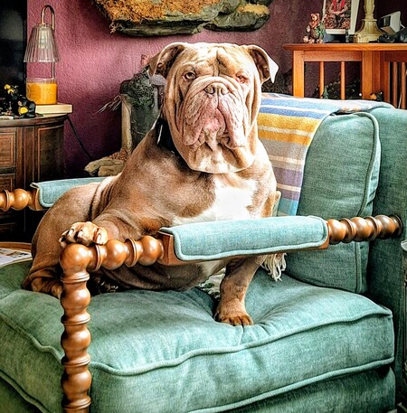 Entry image for Frankie . Clicking this image will show a larger photo
