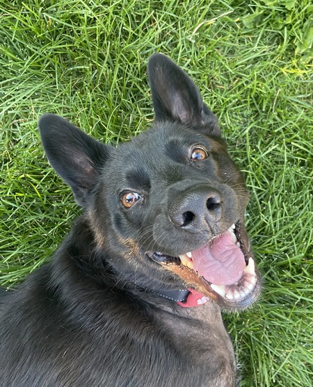 Entry image for Bear. Clicking this image will show a larger photo