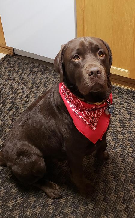 Entry image for Ruger. Clicking this image will show a larger photo