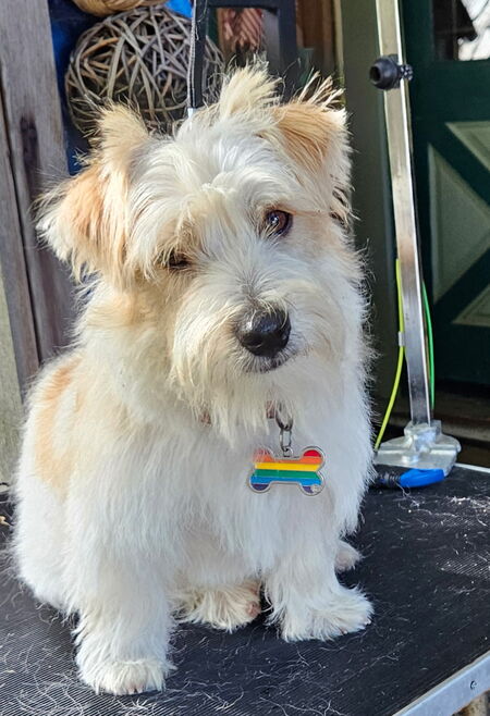 Entry image for Murphy. Clicking this image will show a larger photo