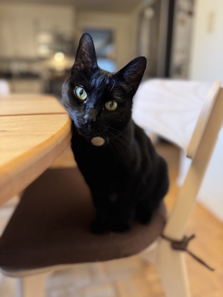 Entry image for  Cleo. Clicking this image will show a larger photo