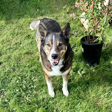 Entry image for Cora. Clicking this image will show a larger photo