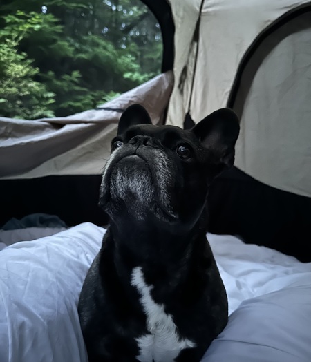 Entry image for Benji. Clicking this image will show a larger photo