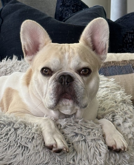 Entry image for    Hank. Clicking this image will show a larger photo