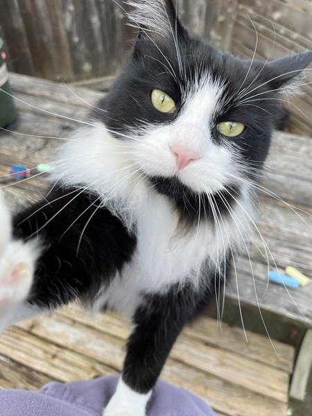 Entry image for KeeKee. Clicking this image will show a larger photo