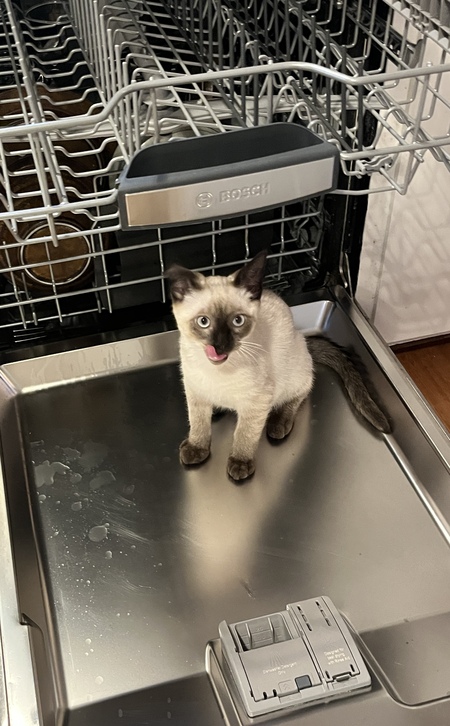 Entry image for Cat Raleigh. Clicking this image will show a larger photo