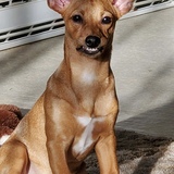 Entry image for Otis