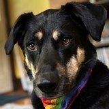 Entry image for Rupert