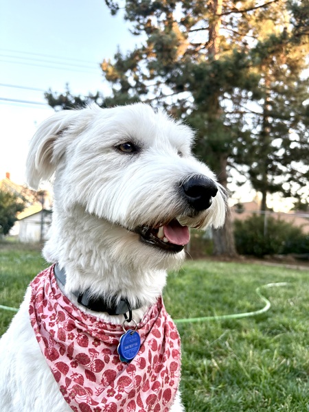 Entry image for Stella. Clicking this image will show a larger photo