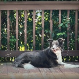 Entry image for Smokey