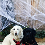 Entry image for Sully and Snacks
