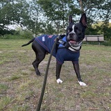 Entry image for Bruschi