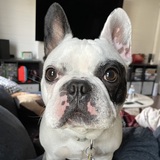 Entry image for Dewy