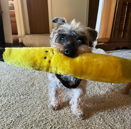 Odie 