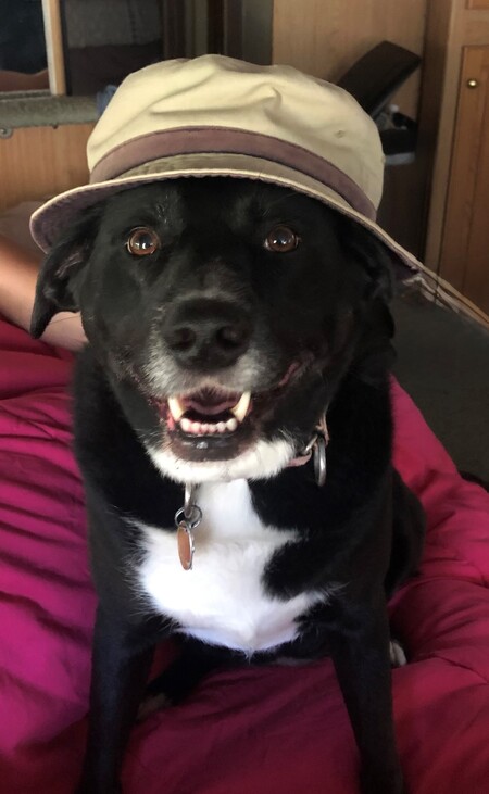 Entry image for Sadie. Clicking this image will show a larger photo