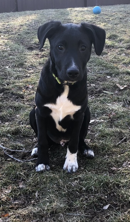 Lewie