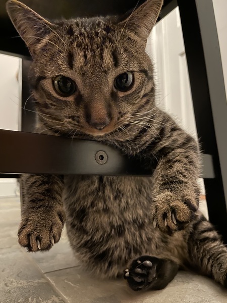 #PillbugKitten