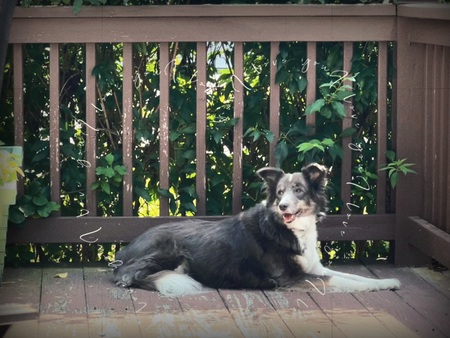 Entry image for Smokey. Clicking this image will show a larger photo
