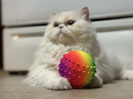 Entry image for Gizmo. Clicking this image will show a larger photo