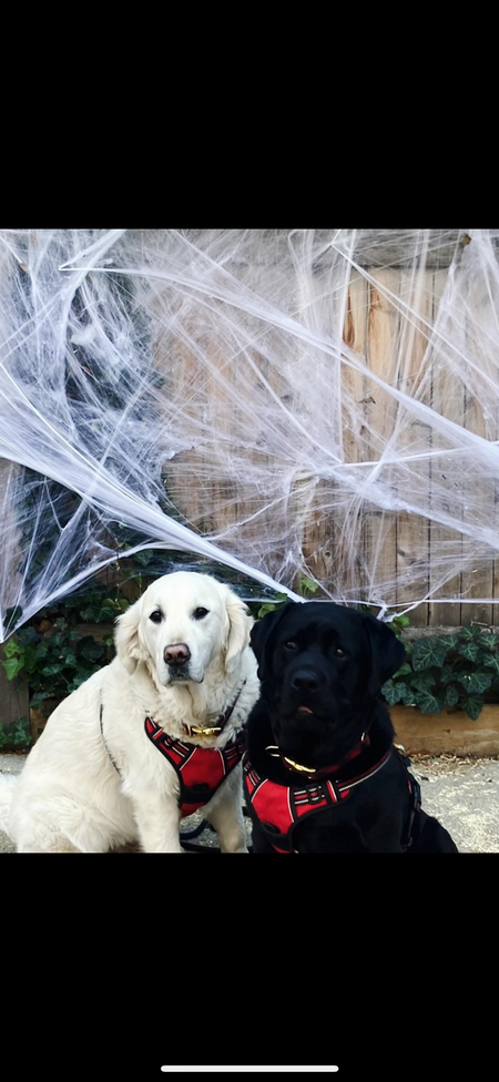 Entry image for Sully and Snacks. Clicking this image will show a larger photo