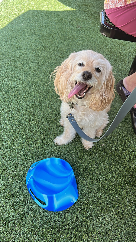 Entry image for Nala. Clicking this image will show a larger photo