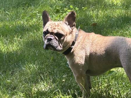 Entry image for Oliver . Clicking this image will show a larger photo