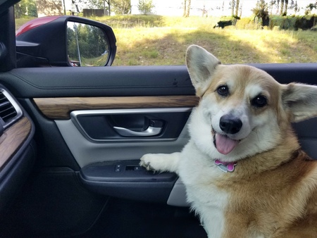 Entry image for Maisy . Clicking this image will show a larger photo