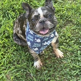 Entry image for Jack Jack