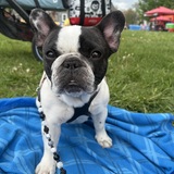 Entry image for Pearl