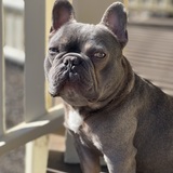 Entry image for Grey