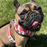 Entry image for Mabel