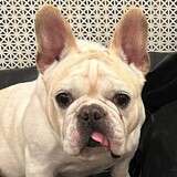 Entry image for Frenchie