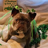 Entry image for Stitch