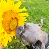 Entry image for Stitch