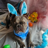 Entry image for Stitch