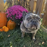 Entry image for Maximillian Beauregard 