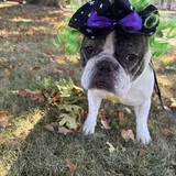 Entry image for Alice 