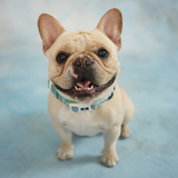 Entry image for Han Solo