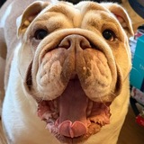 Entry image for Oliver (Ollie) 