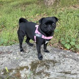 Entry image for Ciara