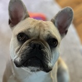 Entry image for Barney