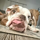 Entry image for Bruno