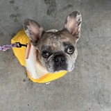 Entry image for Gigi 