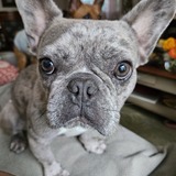 Entry image for Sushi