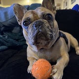 Entry image for Frank