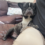 Entry image for Charlie Brown 