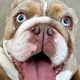 Entry image for Peaches (formerly Ivory)