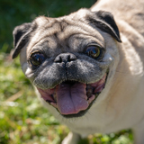 Entry image for Reggie